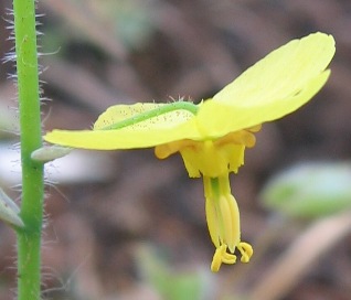 fairy wings