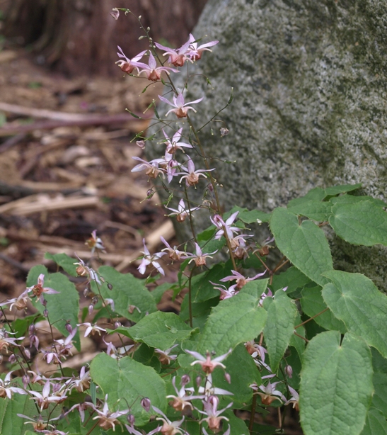 Epimedium 'Pink Elf'