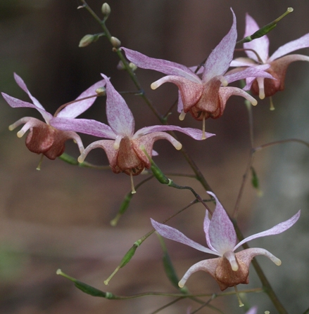 barrenwort; fairy wings