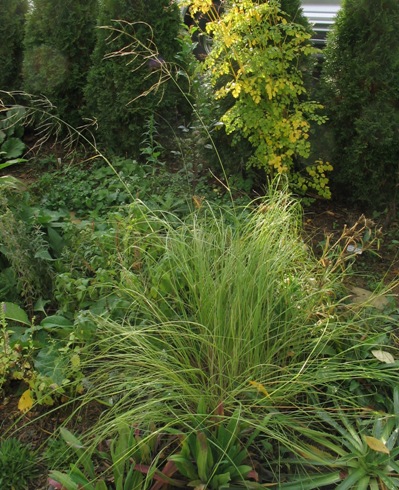 Eragrostis curvula