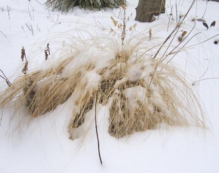 weeping lovegrass