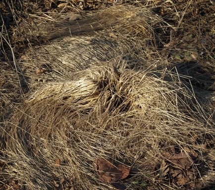 Eragrostis curvula