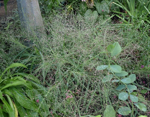 Eragrostis spectabilis