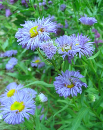 Erigeron speciosus 'Azure Fairy'