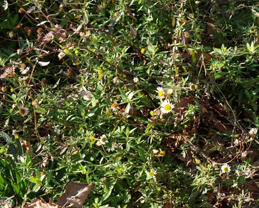 Erigeron karvinskianus