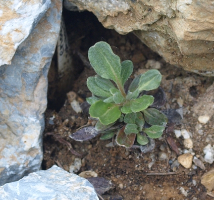 Eriogonum sphaerocephalum var. sphaerocephalum