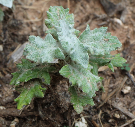 Eriophyllum lanatum