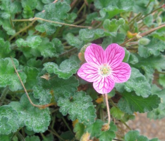 alpine geranium; heronsbill