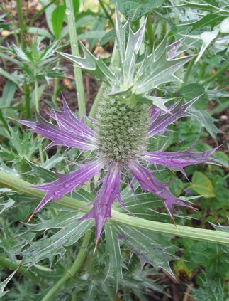 Eryngium leavenworthii