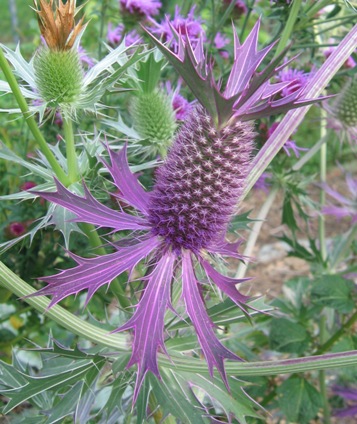 Leavenworth eryngo