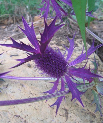 Eryngium leavenworthii