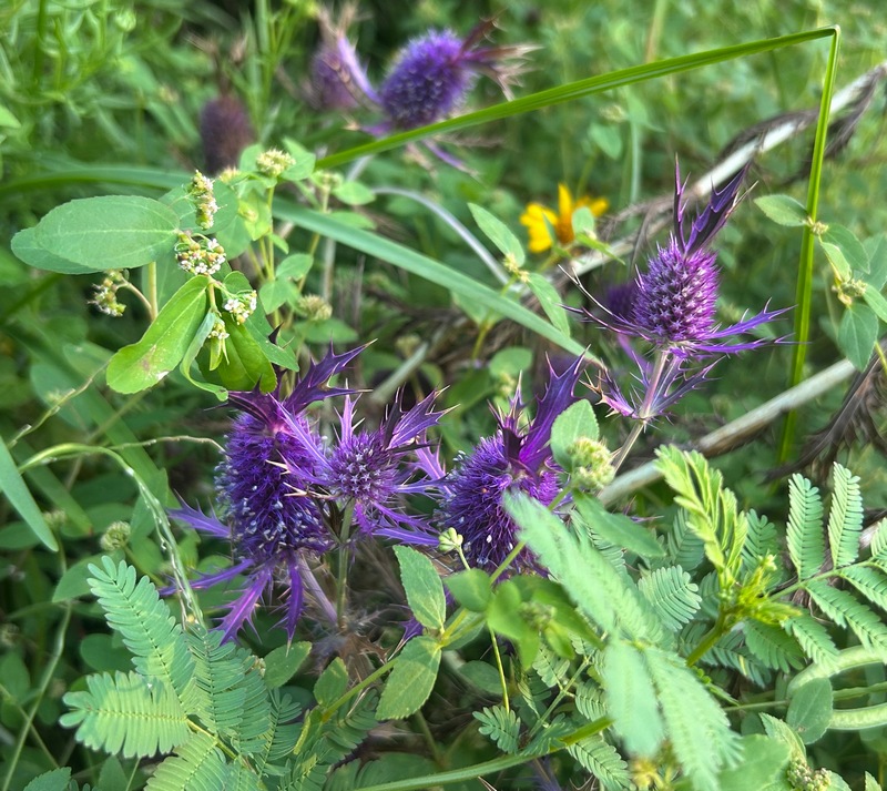 Leavenworth eryngo