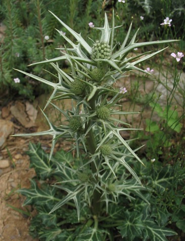 EryngiumVariifolium050612.jpg
