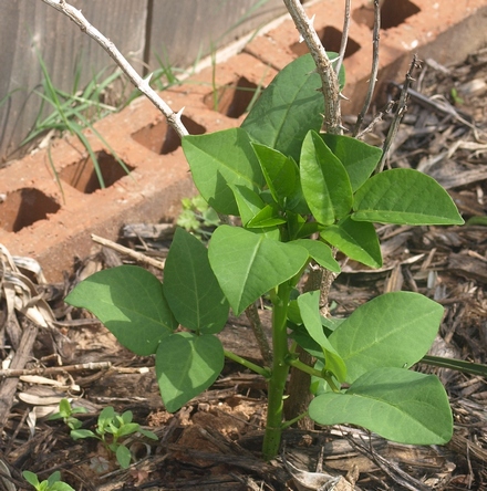 coral bean