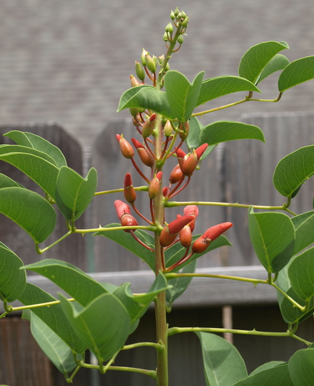 Erythrina crista-galli