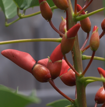 coral bean