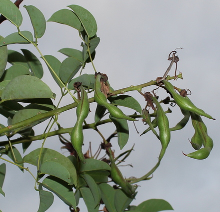 Erythrina crista-galli