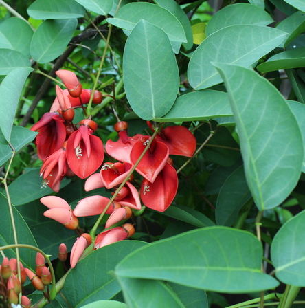 Erythrina crista-galli