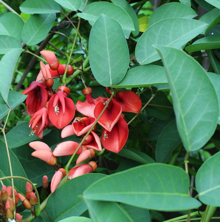 Erythrina crista-galli