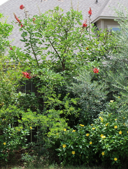 Erythrina crista-galli