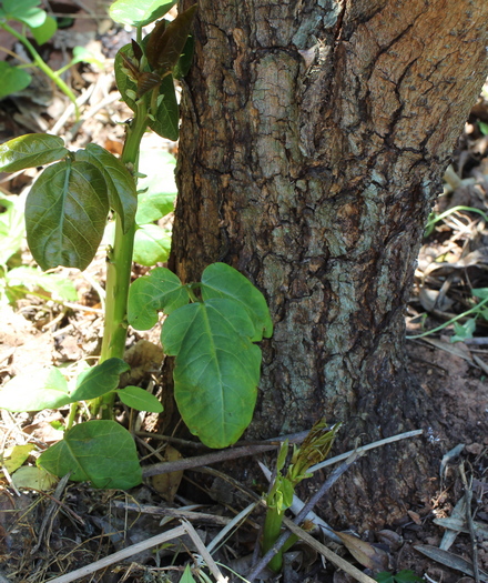 Erythrina crista-galli