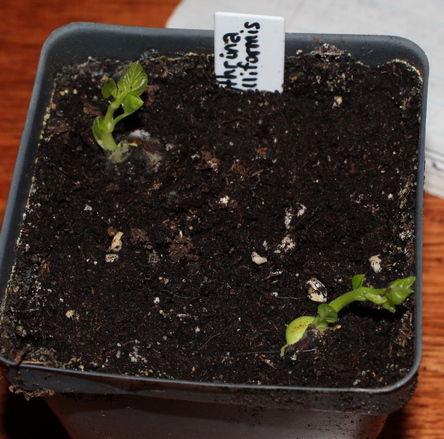 Erythrina flabelliformis