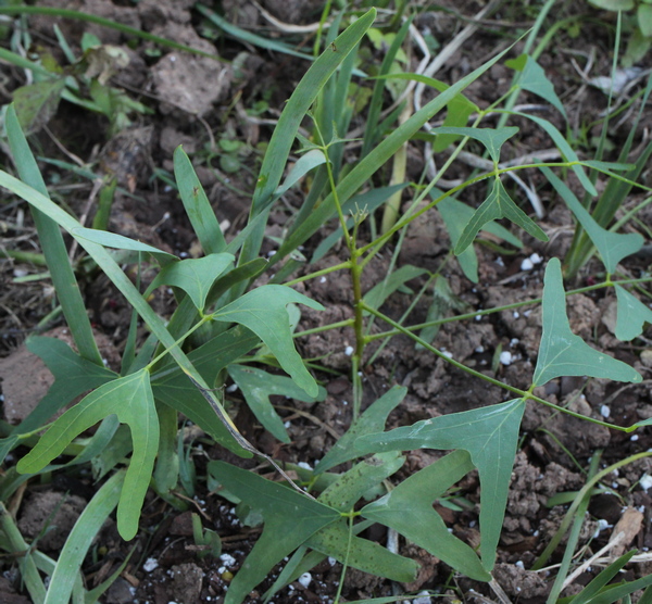 Erythrina vespertilio
