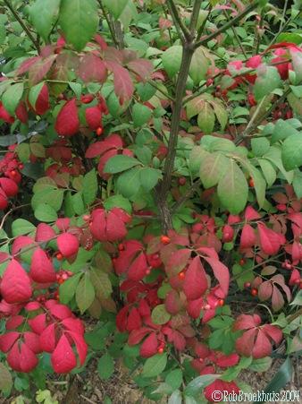 Euonymus alatus