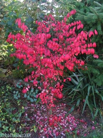 winged burning bush