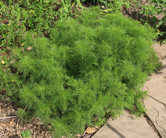 dog fennel