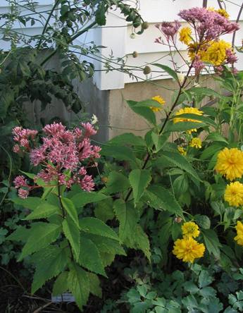 Eupatorium maculatum 'Purple bush'