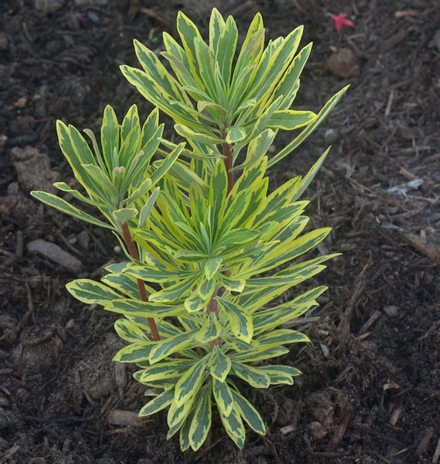 Euphorbia x martinii 'Ascot Rainbow'