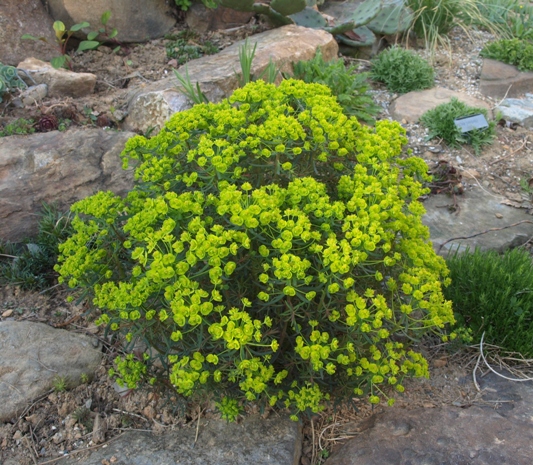 Euphorbia cyparissias 'Fens Ruby'