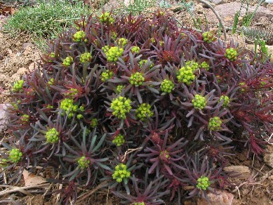 cypress spurge