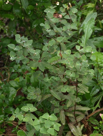 chameleon spurge