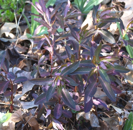 Euphorbia dulcis 'Chameleon'