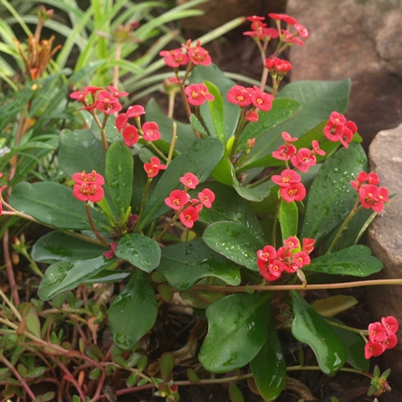 Euphorbia milii