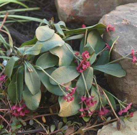 crown of thorns