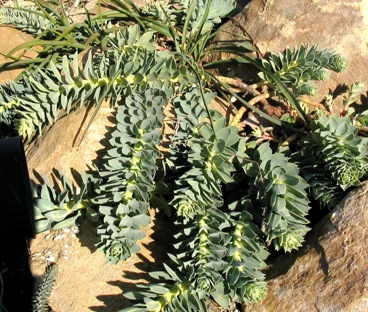 Euphorbia myrsinites