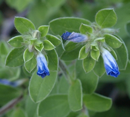 dwarf morning glory