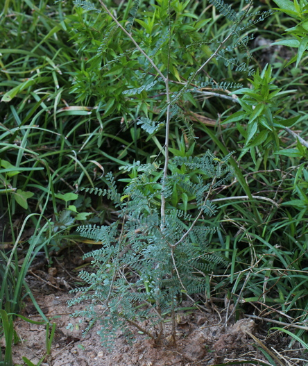 Eysenhardtia texana