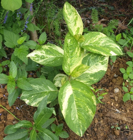 Japanese knotweed