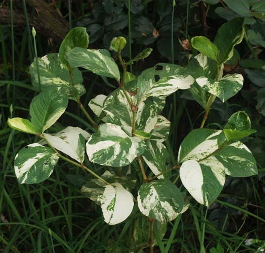 Fallopia japonica 'Variegata'