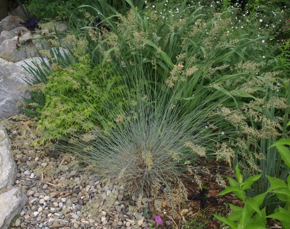 Festuca glauca