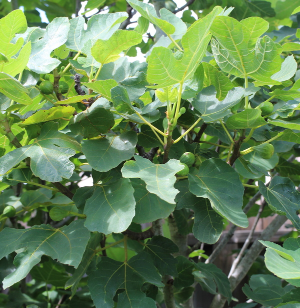 Ficus carica