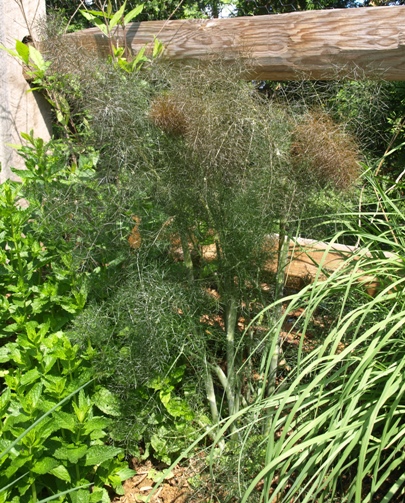 Foeniculum vulgare 'Purpureum'