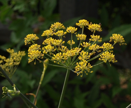 bronze fennel