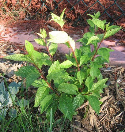 Forsythia viridissima var. koreana 'Kumson'