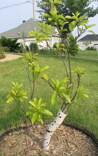 Franklinia alatamaha