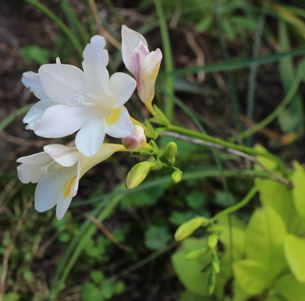 Freesia alba